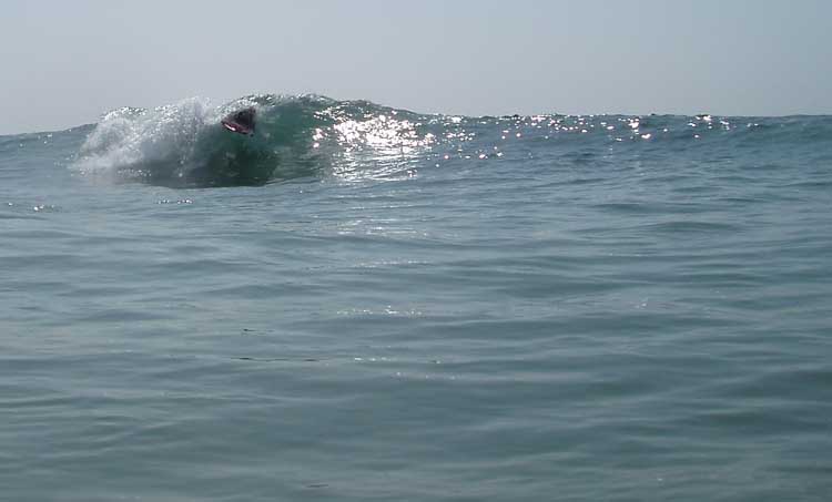 jawad
