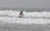 kenzasurf