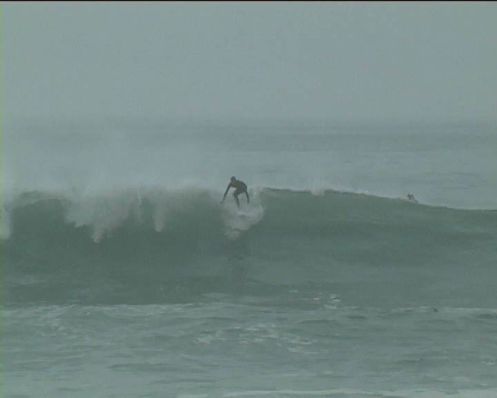 lepalmarn4