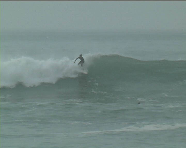 lepalmarn41