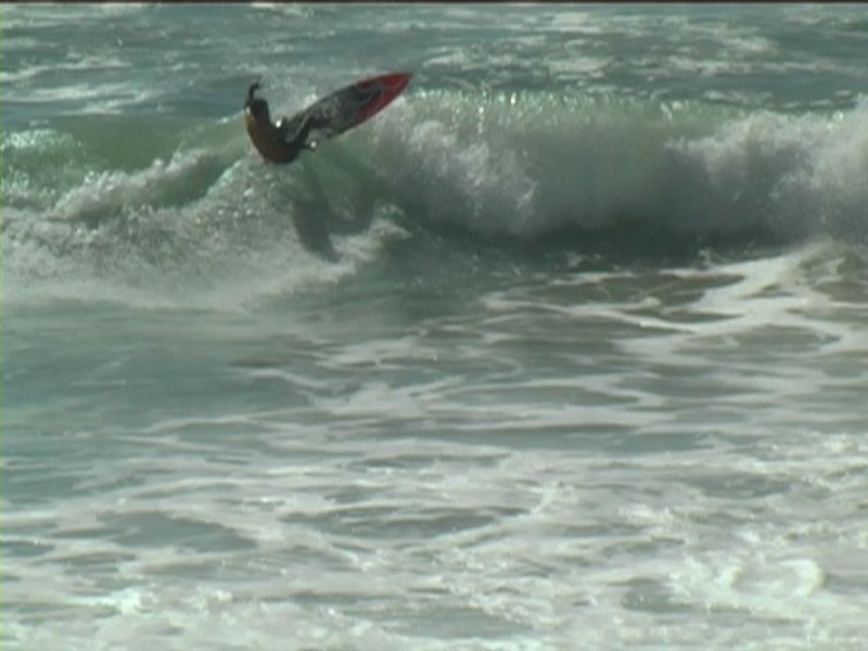 aquatiques (11)