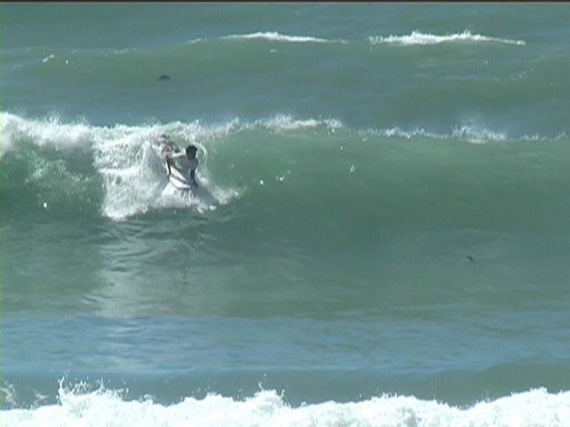 aquatiques (43)